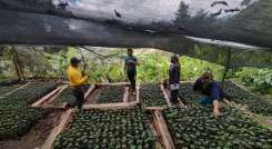 La familia ha sembrado 8.000 plantas de café, grano que ya cuenta con contrato de comercialización con la Cooperativa de Caficultores del Catatumbo (Cooperacafé). / Foto: Cotesía