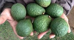 El inicio de la exportación del aguacate Hass lo hizo el presidente Iván Duque./FOTO: Colprensa