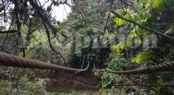 Ante la falta de un puente, en la vereda La Llana de Tibú sus habitantes cruzan sobre las cuerdas que aún quedan de la estructura. / Foto: Cortesía