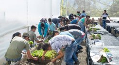 Línea de créditos para jóvenes emprendedores del agro