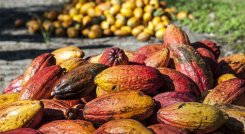 Cacao