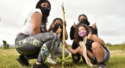 Siembra de árboles en Cúcuta.