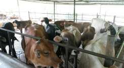 Ejemplares de Chinácota irán a Bochalema