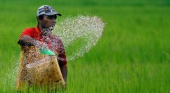 1.634 familias dependen del cultivo de arroz en Norte de Santander / Foto Cortesía.