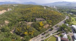 En la zona donde se pretendió desarrollar el proyecto urbanístico de la Constructora Amarilo, además de bosque seco hay abundantes cañaguates. / Foto: Archivo