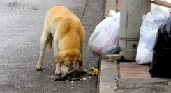 Los animales que habitan las calles y parques de la ciudad son los más afectados al ingerir alientos contaminados. Foto: archivo La Opinión