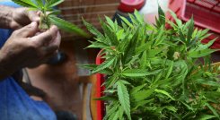 Cannabis medicinal generaría negocios por US$1.700 millones para Colombia