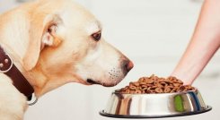 Alimento para perros.