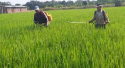 Producción de arroz en la región 