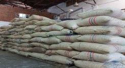La meta es lograr la exportación del grano hacia el territorio asiático / Foto: Cortesía / La Opinión 