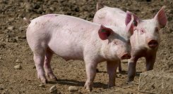 Exportan carne de cerdo