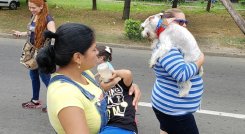 A caminar por los perros y gatos sin hogar./Foto: cortesía