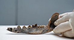 En el caso del perro, cuando es doméstico, "la mandíbula cambia, los dientes tienen menos cúspides, son menos puntiagudos". /AFP