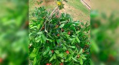 web-fruto