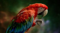 Vida silvestre