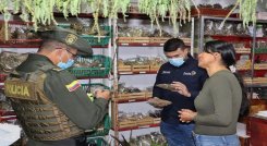 Una campaña para evitar el uso del musgo en las decoraciones navideñas adelantan las autoridades ambientales en Ocaña.