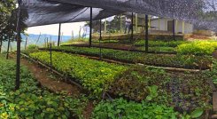 Mejorar la genética de las especies nativas es el principal objetivo del vivero El Edén del corregimiento de Buenavista en Ocaña. Foto: Cortesía / La Opinión 