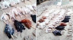 El propietario de una granja avícola afirmó que la música alta que se escuchó en la procesión de bodas de su vecino mató a 63 de sus pollos. / Foto: India Today