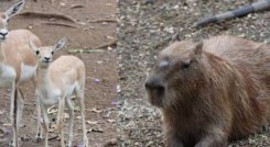 Mueren de estrés dos animales del Zoológico de Cali por detonaciones de pólvora