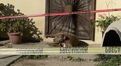 El Perrito de Lourdes Maldonado, periodista asesinada
