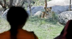 Charly y Sandai, un tigre de Bengala y un orangután de Borneo, ambos en peligro de extinción, fueron vacunados contra el coronavirus. /AFP