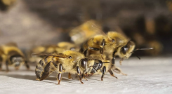 Abejas