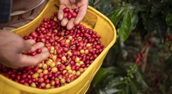 ¿Qué hacer en Pereira? 