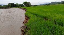 Lluvias han afectado los cultivos de arroz en la región 