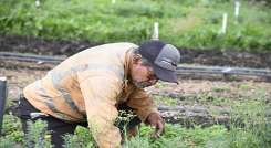 Aromáticas y plantas medicinales que se cultivan en Juan Frío