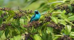 En la región se han avistado entre 600 y 700 especies de aves.  / Foto: Cortesía 