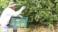Otro producto de exportación que se destaca en esta zona del país es el limón Tahití, 