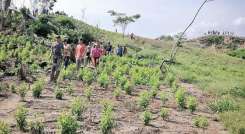 En Norte de Santander los cultivos  de coca siguen aumentando