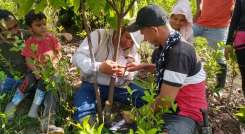 Los productores de cacao le apuestan a la renovación
