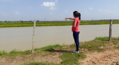 De 40 unidades producción que sacaban cachamas, solo están activas 10. Foto Anggy Polanco/ La Opinión 