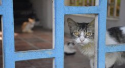 Animales abandonados en Cúcuta. / Foto: Pablo Castillo / La Opinión 