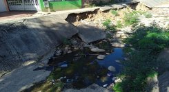 Palmeras no resiste tanta contaminación por La cañada