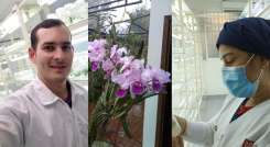 investigan el desarrollo de la orquídea