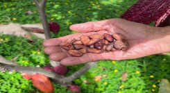 Actualmente hay 60 asociados y elaboran  diferentes productos./ Fotos: Cortesía 