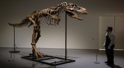 Sale a subasta en Nueva York el esqueleto de un dinosaurio./Foto: AFP