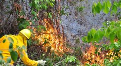 Bomberos de Cúcuta apagan un incendio forestal/Foto archivo
