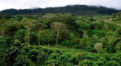 Si bien Colombia es un país con una amplia extensión de bosques, no tiene una economía forestal y de madera: / Foto: Colprensa