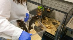 'Ratas chófer', un nuevo enfoque para la salud mental  