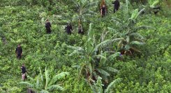 Honduras enciende las alarmas  