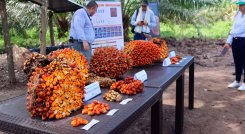 Producción de palma en la Colombia 