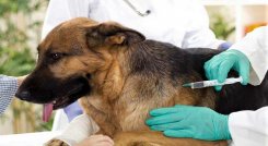 Esperan vacunar 100 animales cada día 