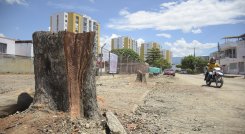 Talan seis árboles en Guaimaral