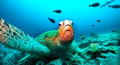 tortugas