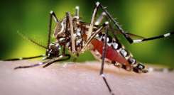 Mosquito transmisor
