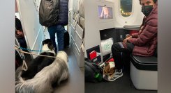 Avianca Perros