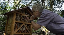abejas
